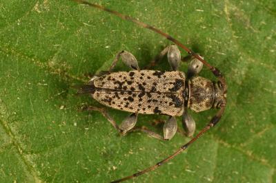 Leiopus nebulosus