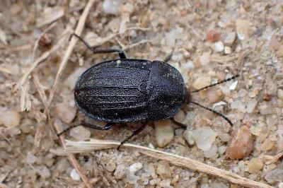 Phosphuga atrata