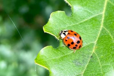 Harmonia axyridis