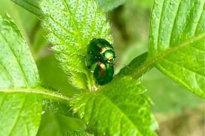 Chrysolina fastuosa