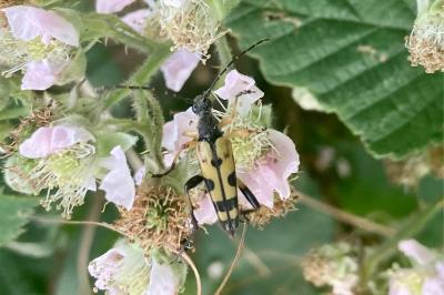 Rutpela maculata