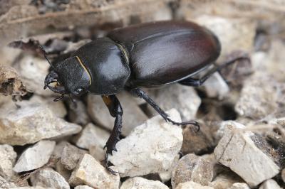 Lucanus cervus