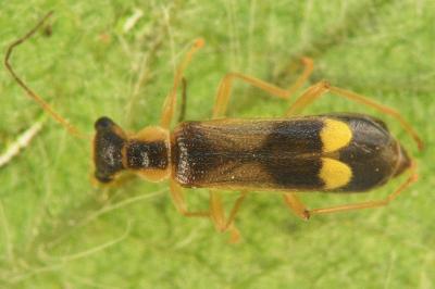 Malthinus seriepunctatus
