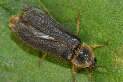 Lampyris noctiluca