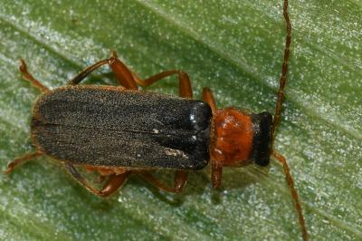 Cantharis lateralis