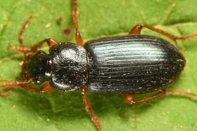 Ophonus ardosiacus