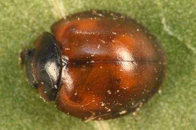 Exochomus quadripustulatus
