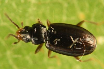 Tachys bistriatus