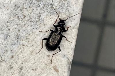 Loricera pilicornis