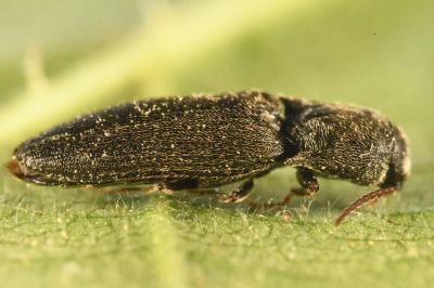 Agriotes gallicus