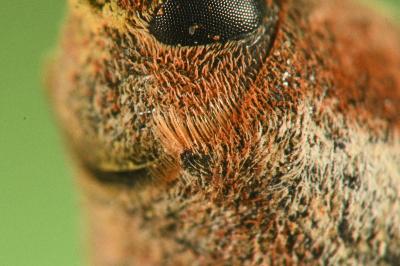 Lixus pulverulentus