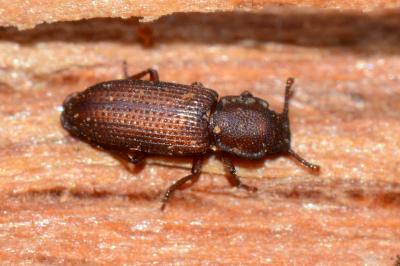 Pycnomerus terebrans