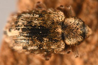 Limobius borealis