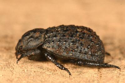 Trox perlatus