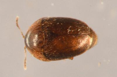 Sericoderus lateralis