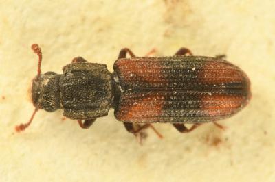Bitoma crenata