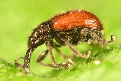 Tatianaerhynchites aequatus