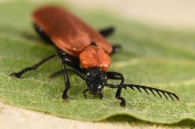Pyrochroa coccinea