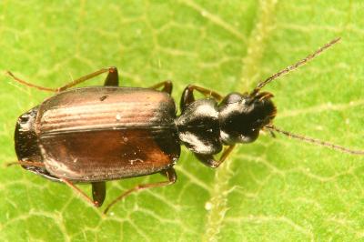 Syntomus obscuroguttatus