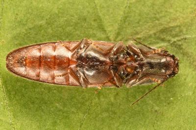 Athous haemorrhoidalis