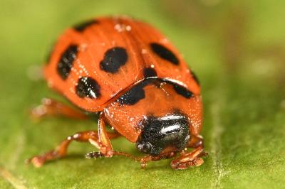 Gonioctena decemnotata