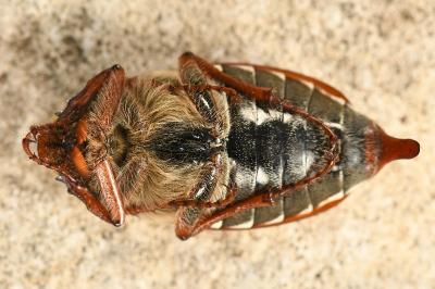 Melolontha melolontha