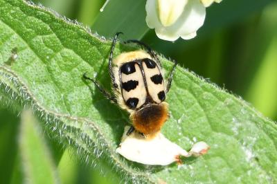 Trichius gallicus