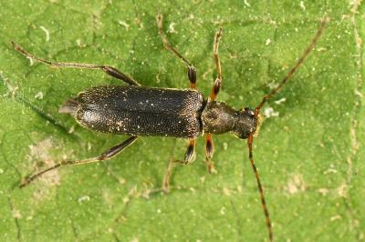 Grammoptera ruficornis