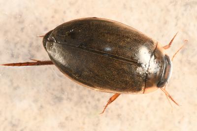 Rhantus suturalis