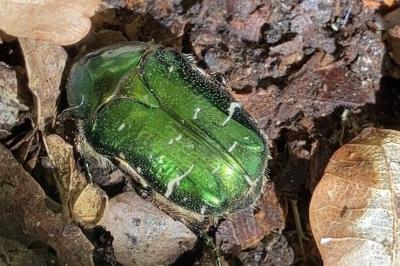 <i>Cetonia aurata</i>