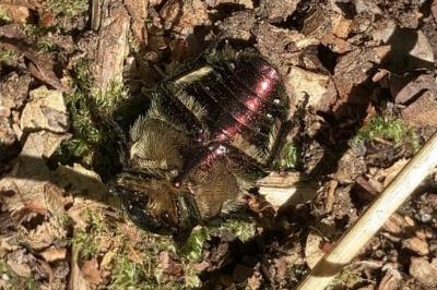<i>Cetonia aurata</i>