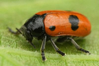 <i>Clytra laeviuscula</i>