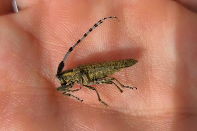 <i>Agapanthia villosoviridescens</i>