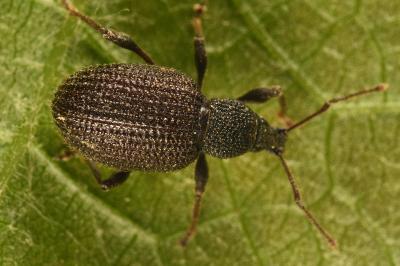 <i>Otiorhynchus rugosostriatus</i>