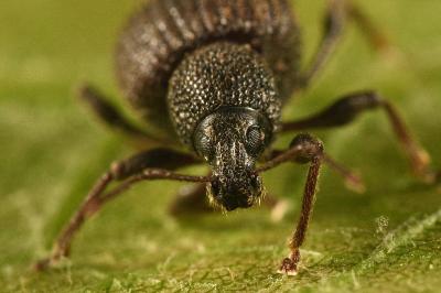 <i>Otiorhynchus rugosostriatus</i>