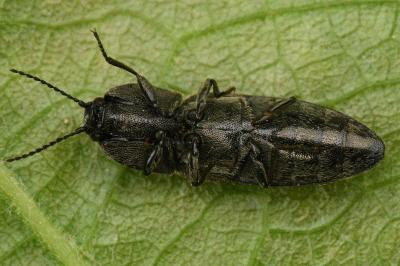 <i>Cidnopus pilosus</i>