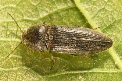 <i>Cidnopus pilosus</i>