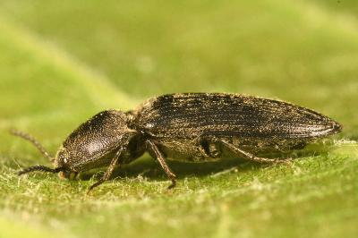 <i>Cidnopus pilosus</i>