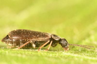 <i>Scraptia dubia</i>