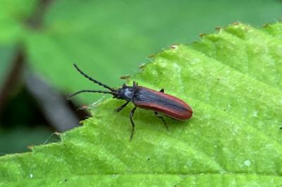 <i>Omalisus fontisbellaquei</i>