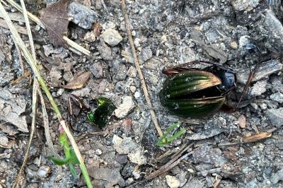 <i>Carabus auratus</i>
