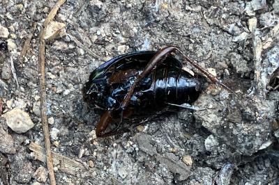 <i>Carabus auratus</i>