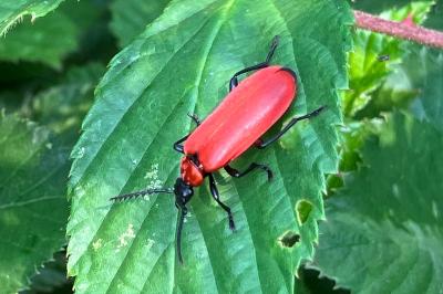 <i>Pyrochroa coccinea</i>