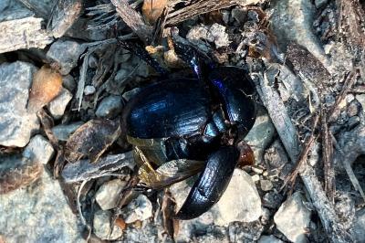 <i>Anoplotrupes stercorosus</i>