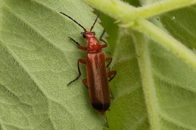 <i>Rhagonycha fulva</i>