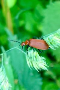 <i>Pyrochroa serraticornis</i>