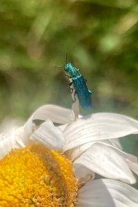 <i>Psilothrix viridicoerulea</i>