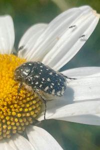 <i>Oxythyrea funesta</i>