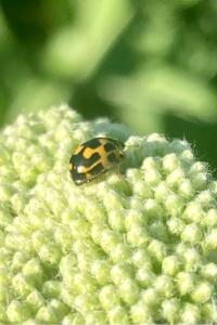 <i>Propylea quatuordecimpunctata</i>