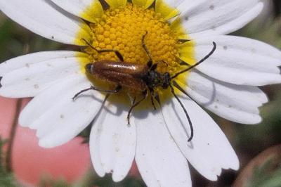 <i>Pseudovadonia livida</i>